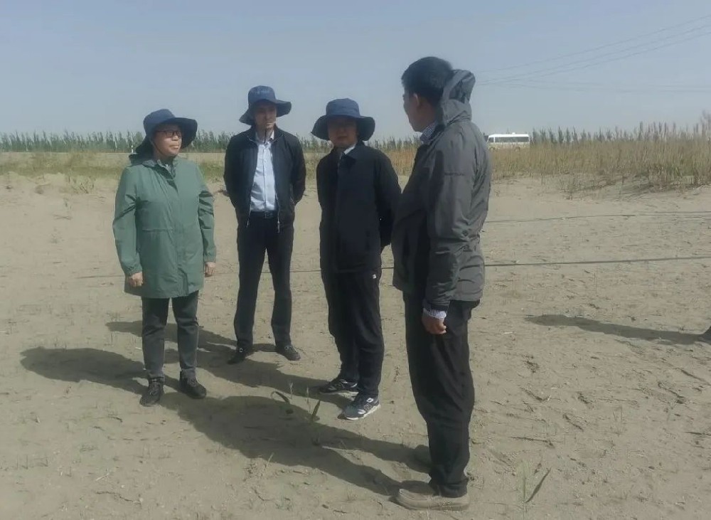 中国科学院曹晓风院士五一期间，不辞辛苦，亲临指导“田菁”在沙漠盐碱地种植
